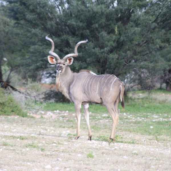 Kudu auf Kuzikus