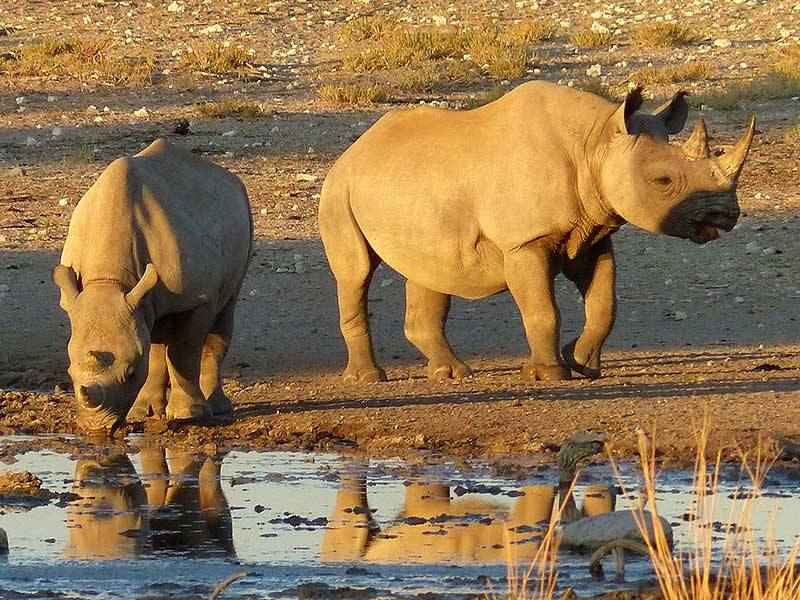 Kuzikus Rhino Wildlife Reserve