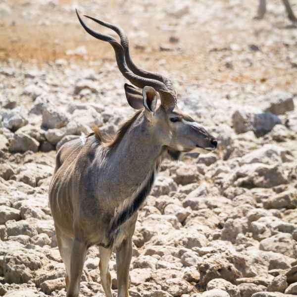 Kudu Etoscha