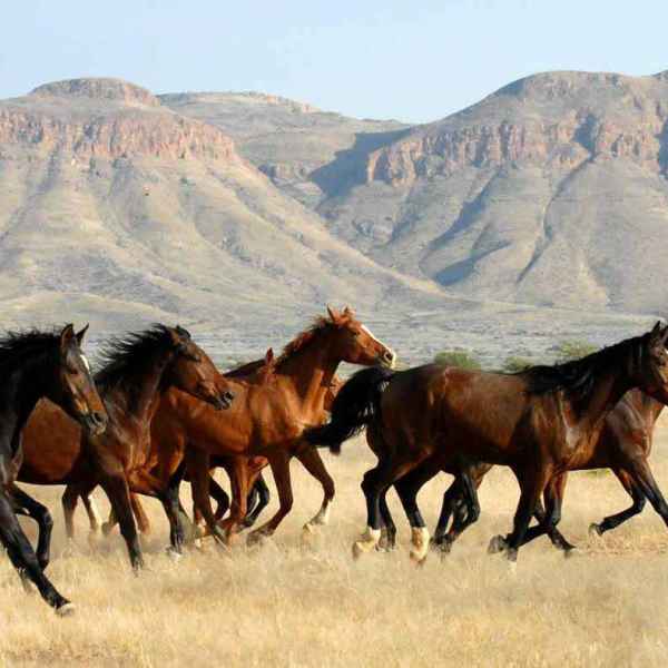 Pferde in Namibia
