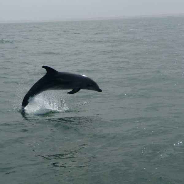 Delfin auf einer Boostour in Walvis Bay