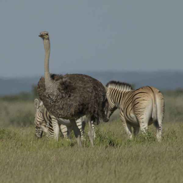 Strauß und Zebras in Namibia
