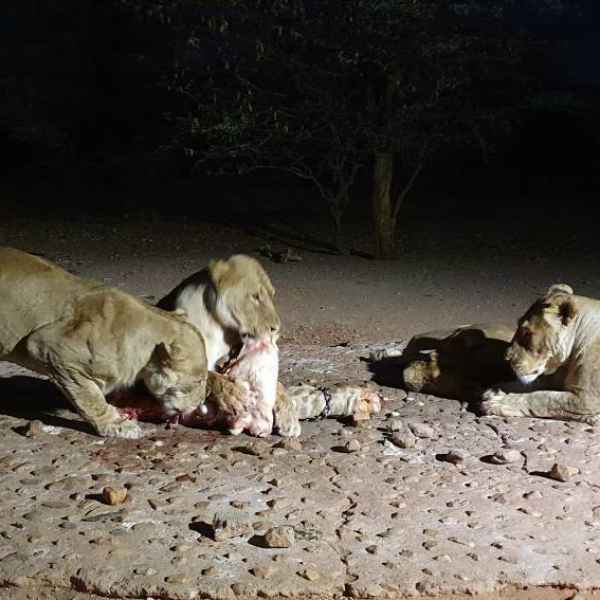 Löwenfütterung in Namibia