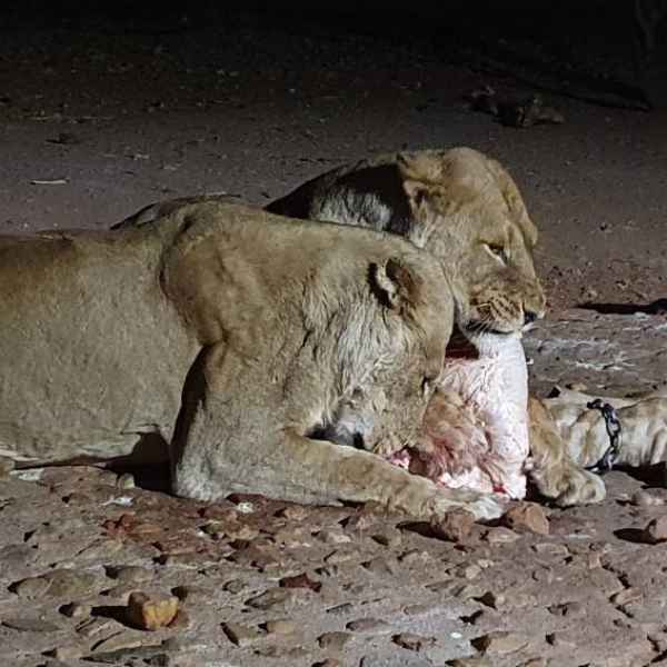 Löwen nach einem "Kill" 