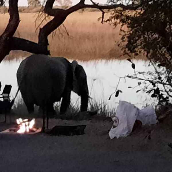 Elefant auf dem Campingplatz am Kwando