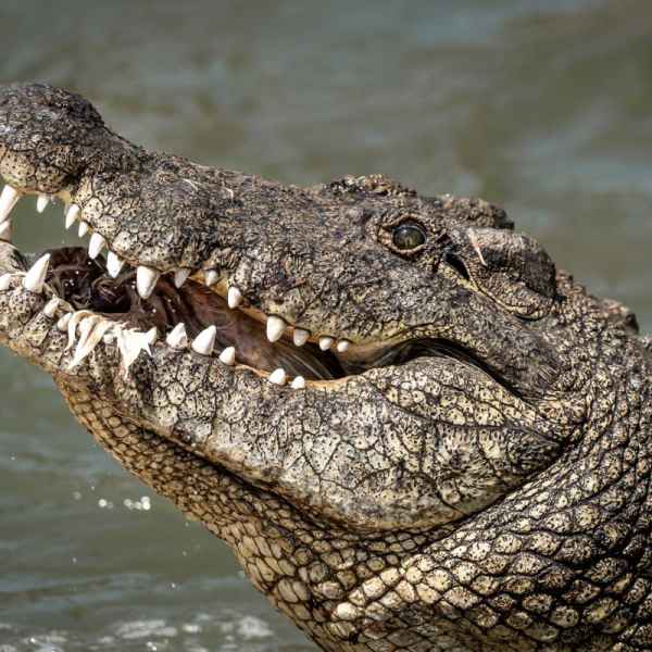 Krokodil im Norden Namibias