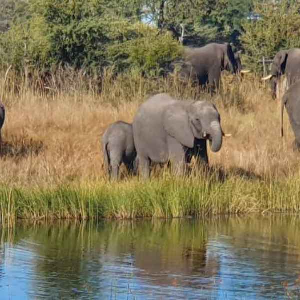 Elefanten in der Sambesi Region