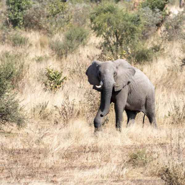 Junger Elefantenbulle im Khaudom