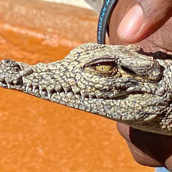 Krokodilfarm in Botswana