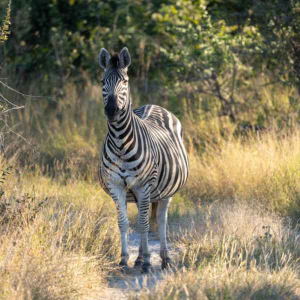 Zebra in Simbabwe