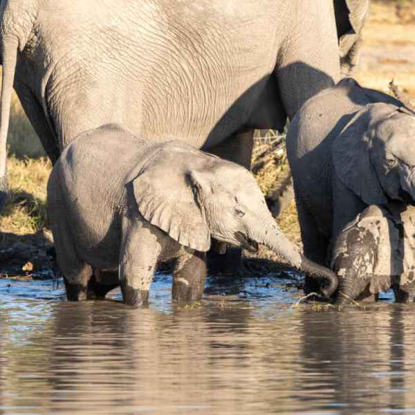 Elefanten im Norden Namibias