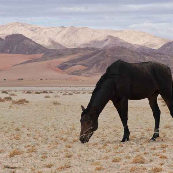 Wüstenpferde in Namibia