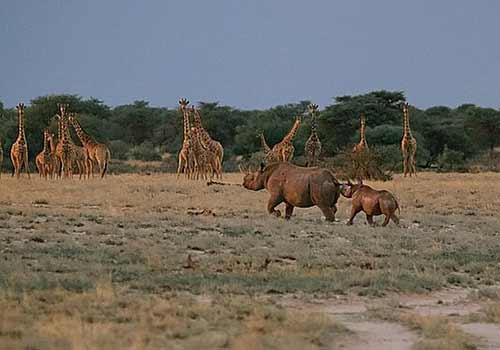 Giraffen und Nashörner im Etosha Nationalpark