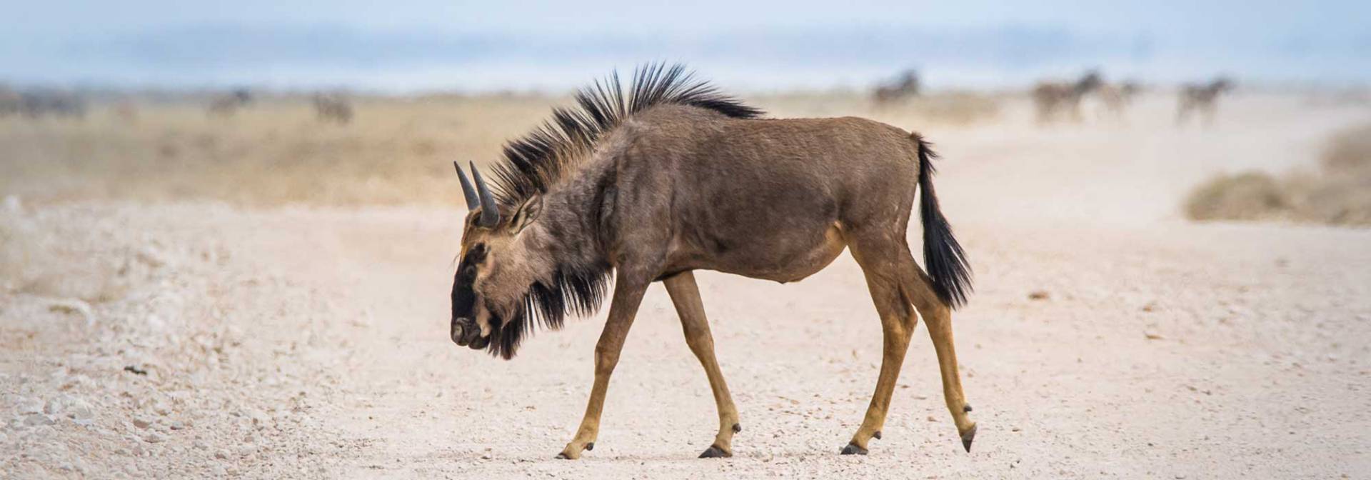 Young Wildbeest in Etosha National Park