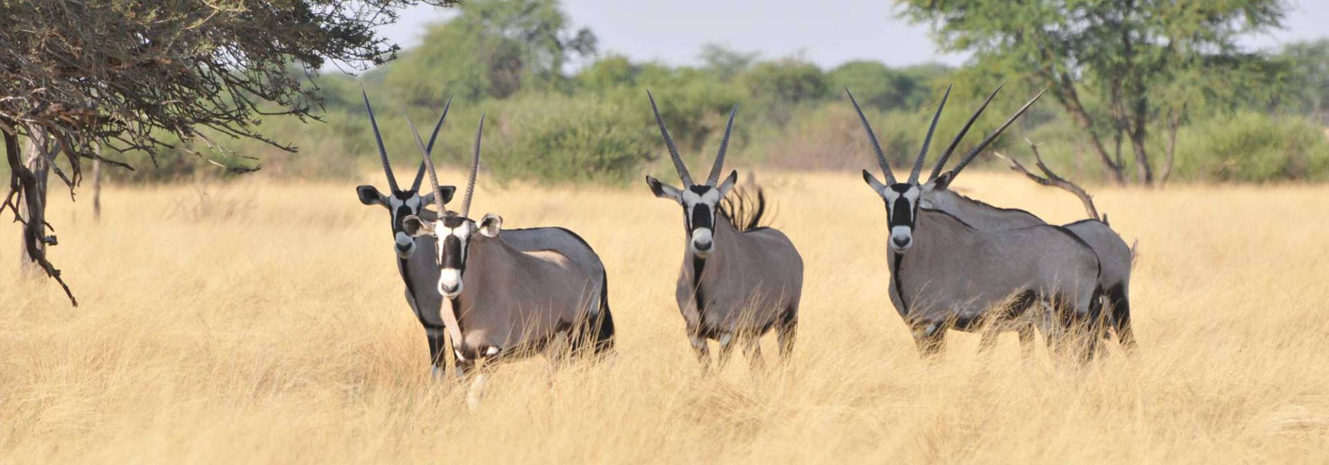 Oryx Antilopen in der Kalahari