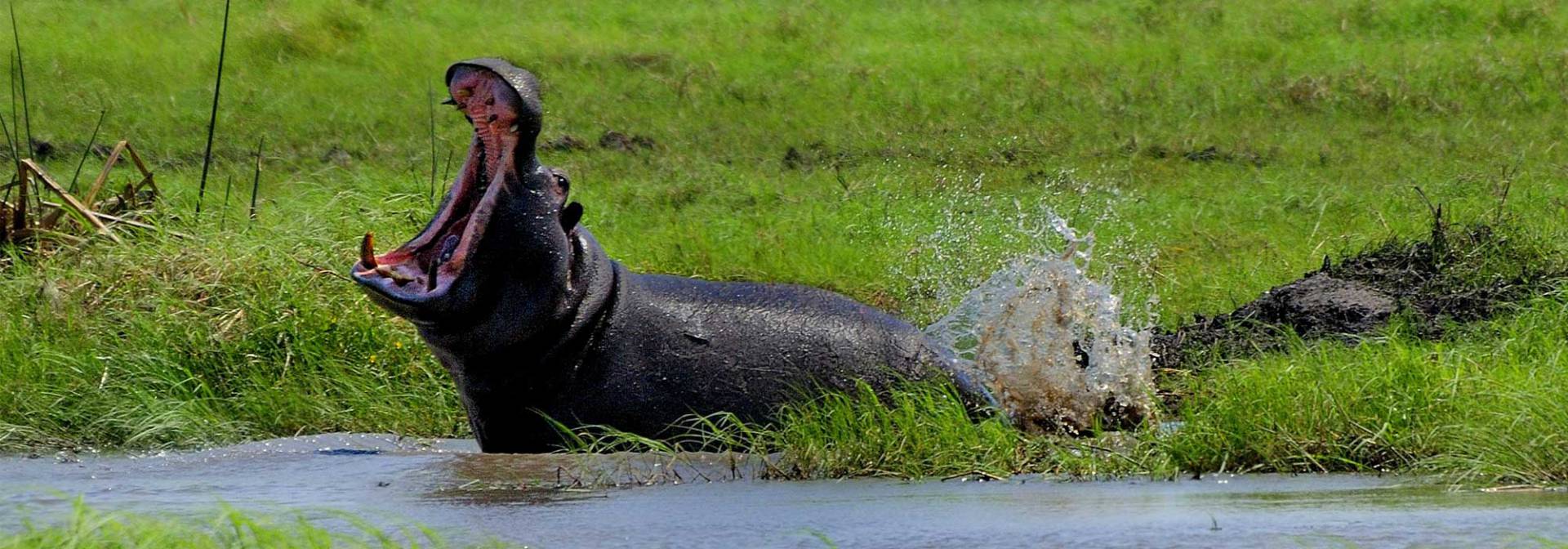 Pkavango Flusspferd Action