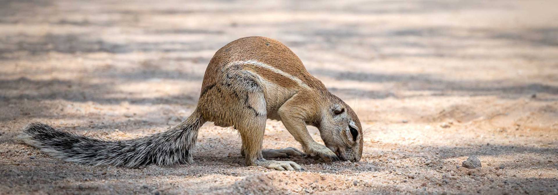 Etosha National Park - Ground squirrel 