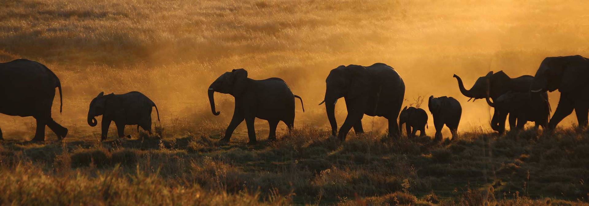 Elephants in the Kaudom