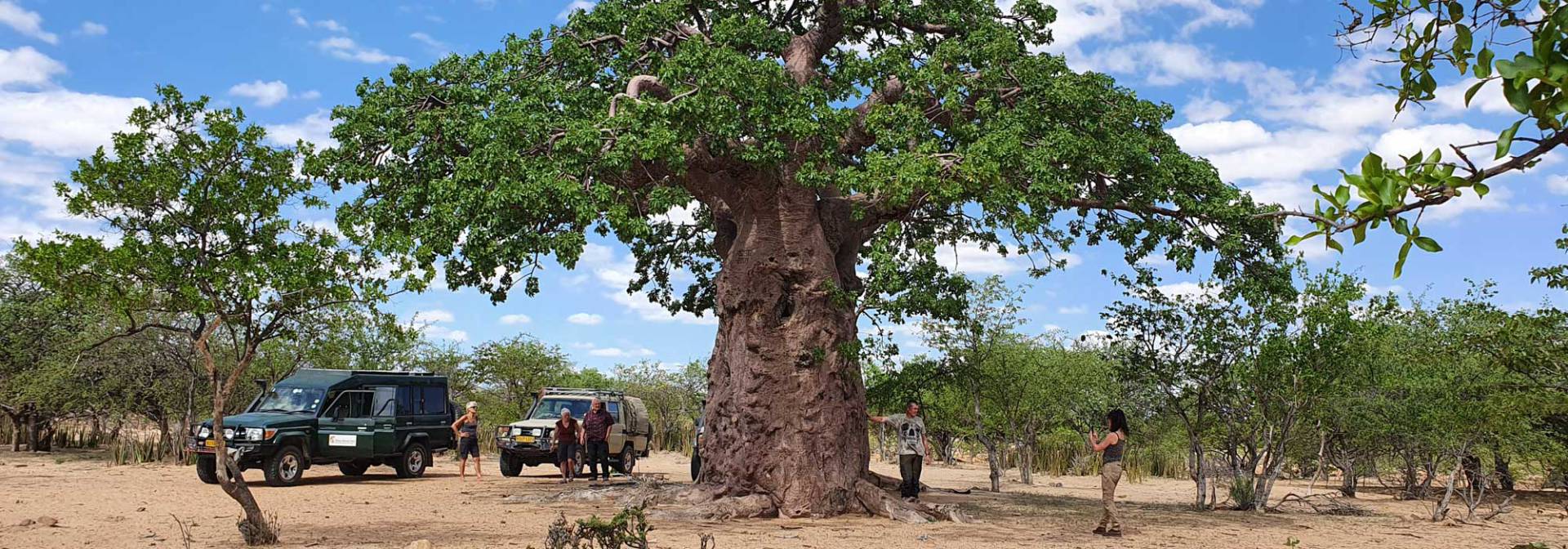 Baobab in der Nyae Nyae Consevrancy