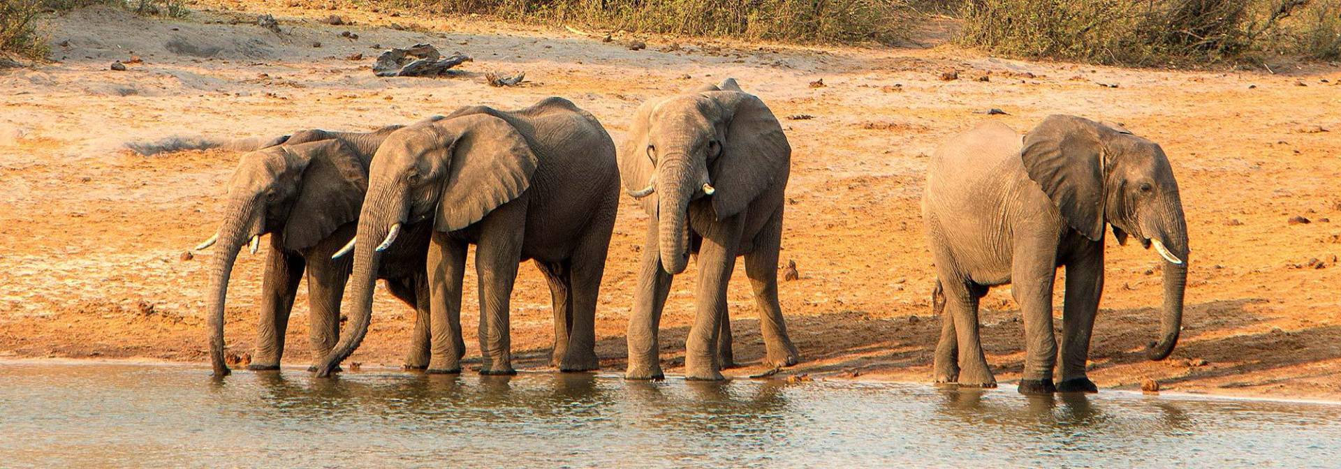 Elefanten am Chobe Fluss im Chobe National Prak
