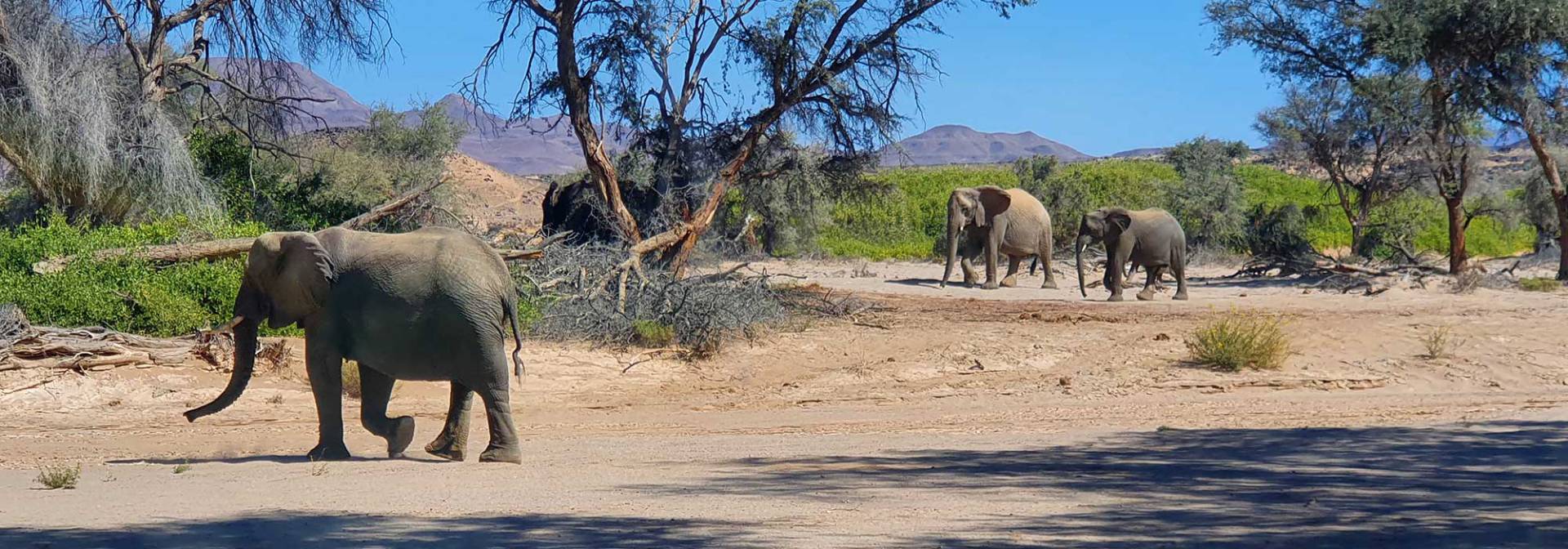 Wüstenelefanten bei Purros