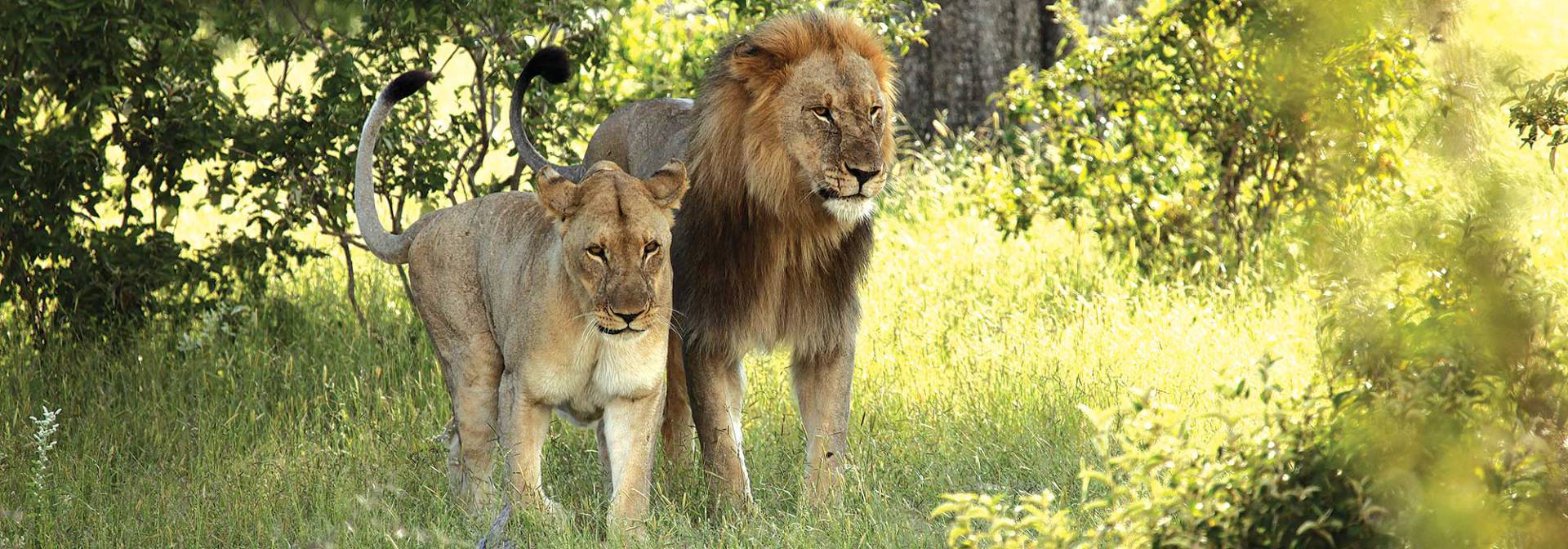 Löwenpärchen im Etoscha Natinalpark