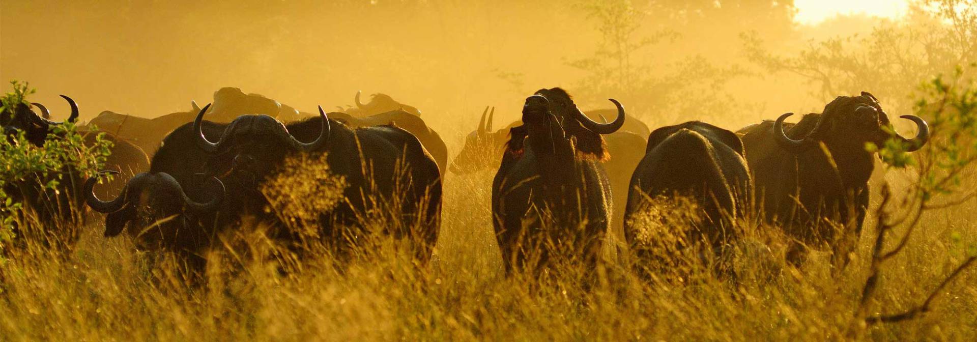 Büffel im Buffalo Park im Nordosten Namibias