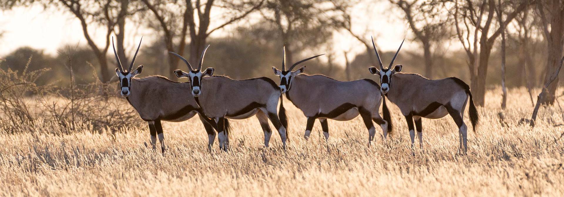 Oryx antelope at Kuzikus Wilflife Reserve