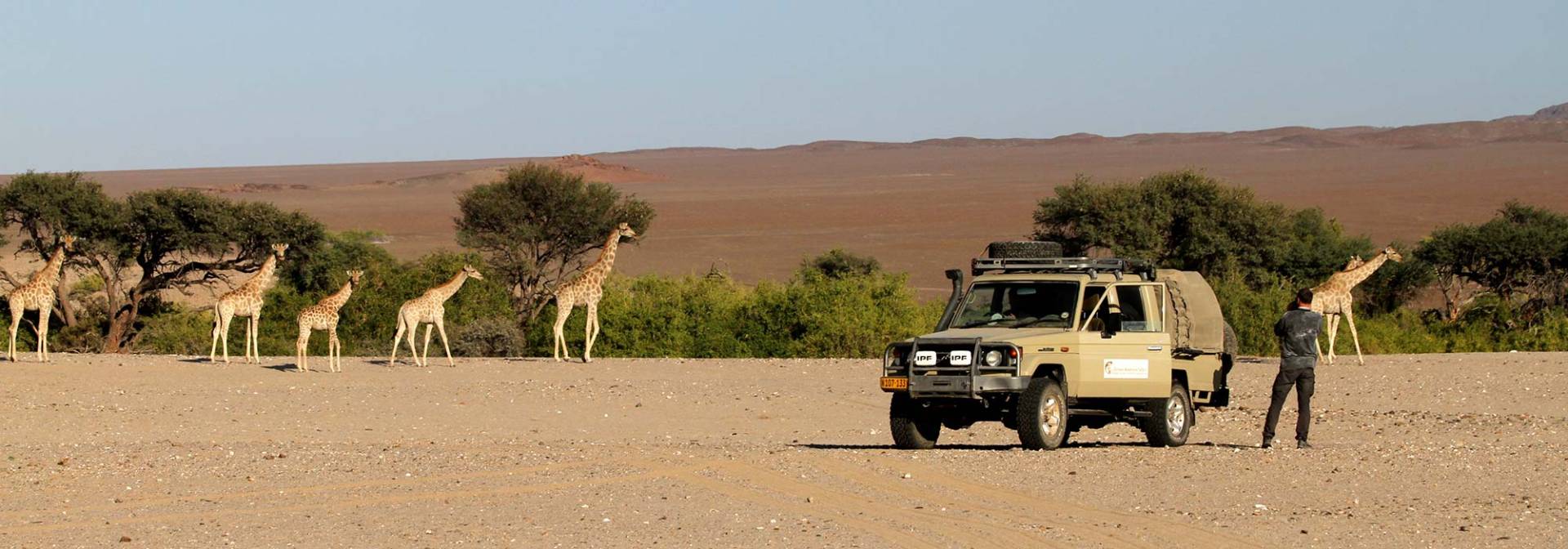 Giraffen im Damaraland