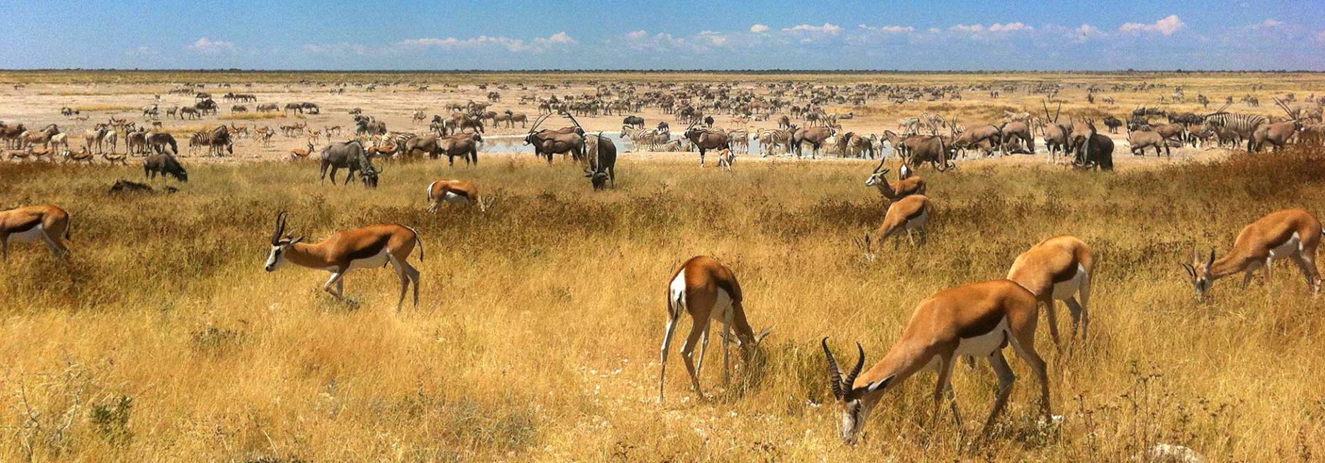 Tierherden im Etoscha Nationalpark