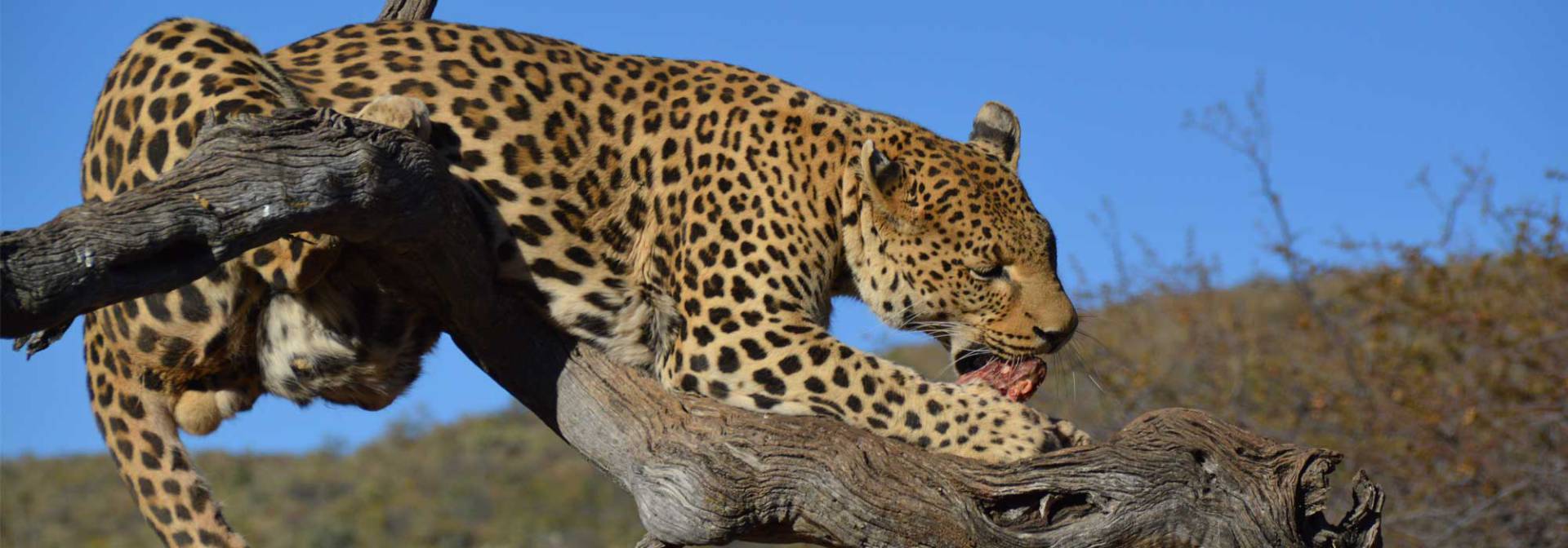 Leopard Conservation in the heart of Namibia