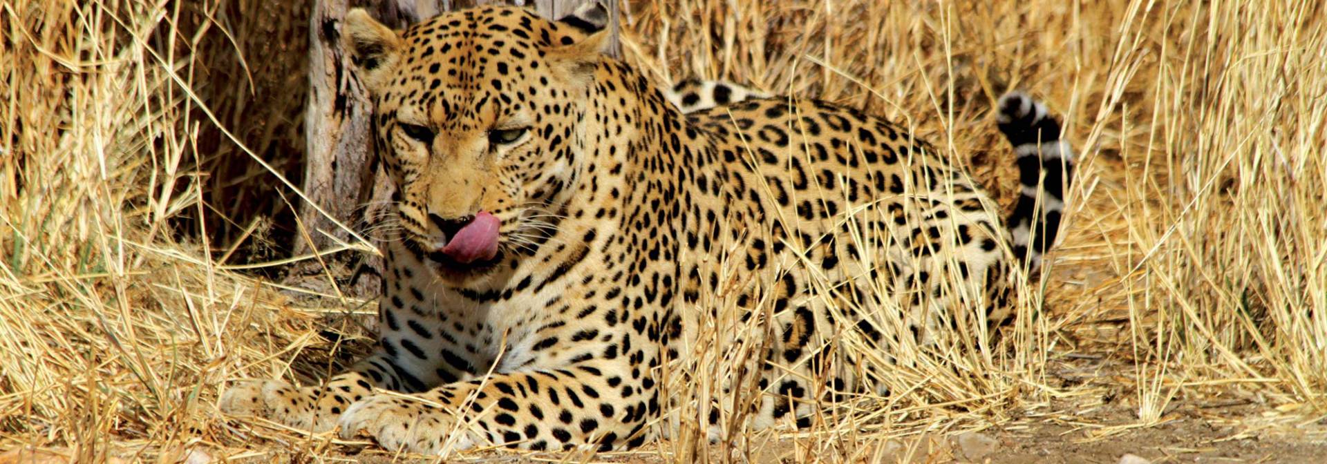 Leopardenauffangstation in Namibia