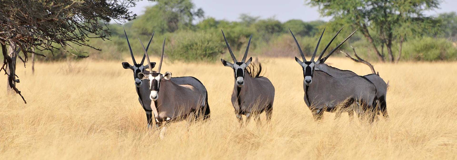 Oryxantilopen in der Kalahari