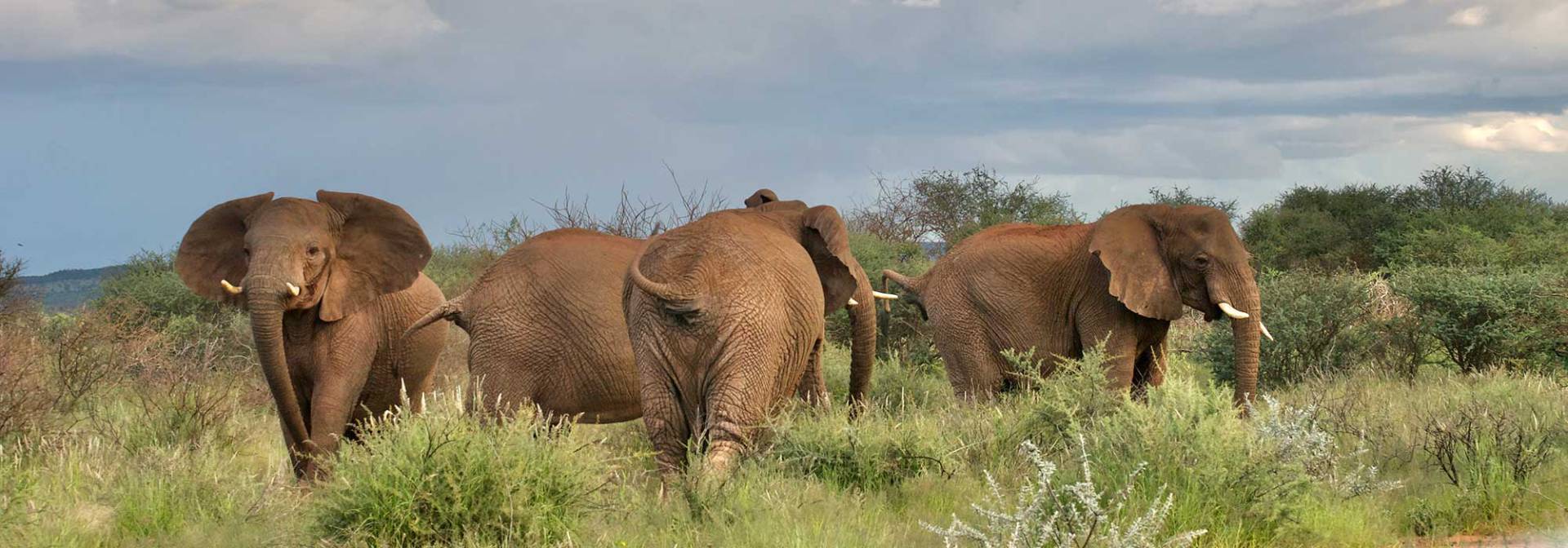 Elefanten auf Okambara