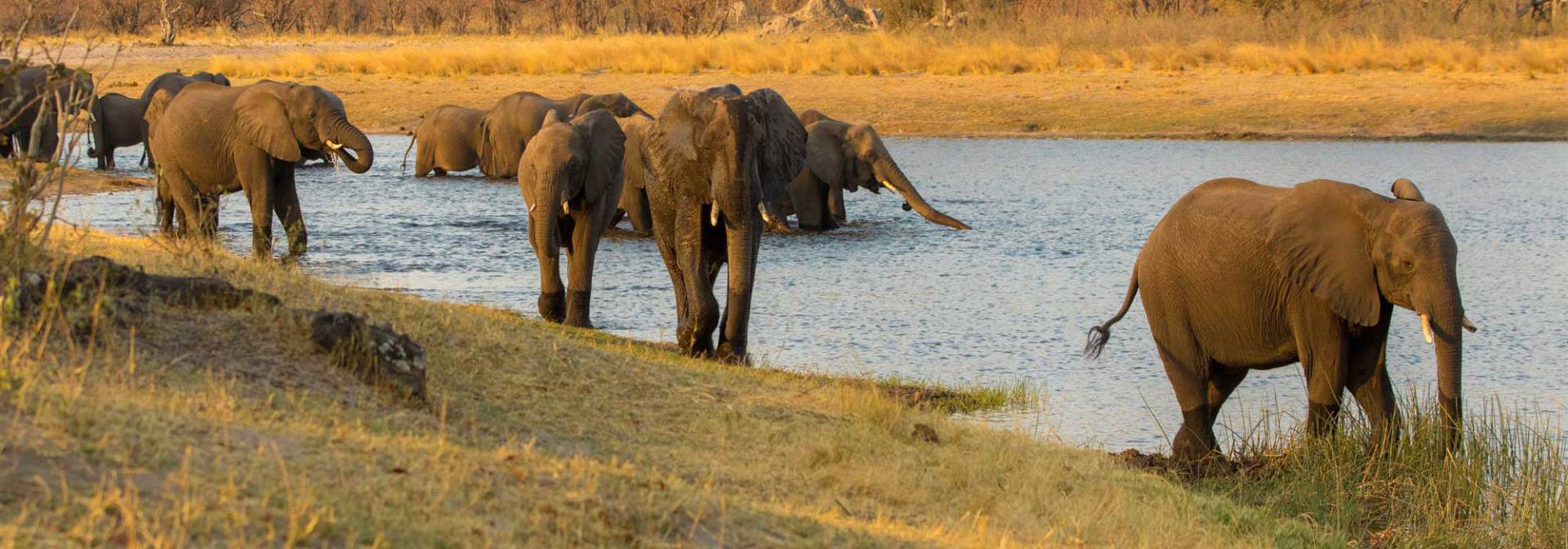 Elephants in Caprivi National Park