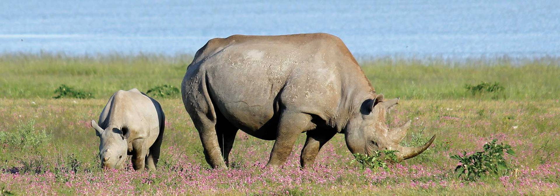 Rhinos at Kuzikus Wildlife Reserve