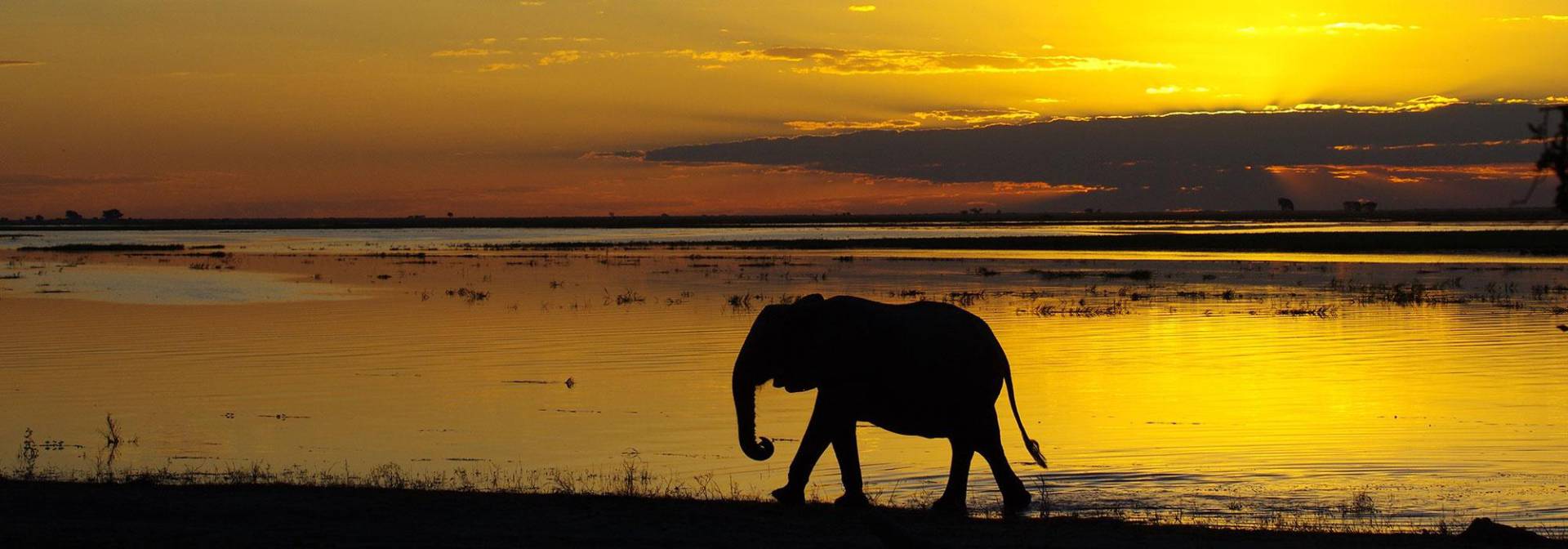 Elefant im Sonnenuntergang im Caprivi