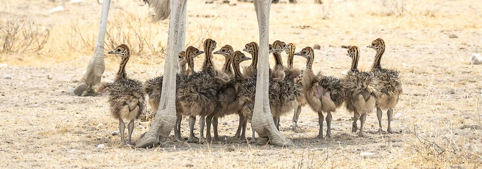 Kalahari - Straußenfamilie