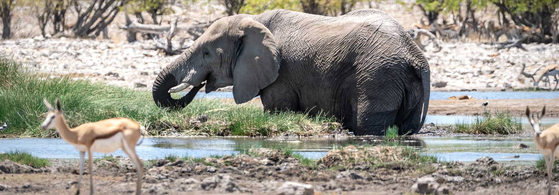 Springbock und Elefant im Etoscha Nationalpark